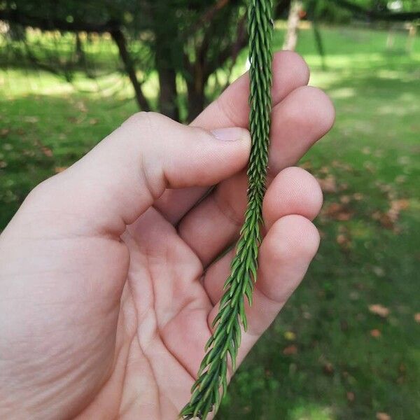 Araucaria columnaris Leaf