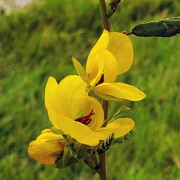 Chamaecrista fasciculata Blüte