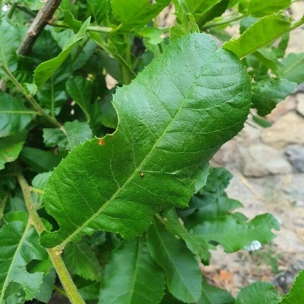 Pappea capensis Frunză