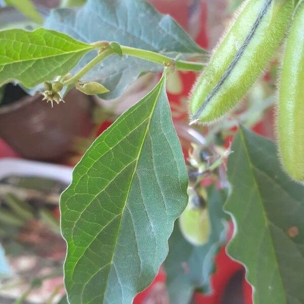 Crotalaria verrucosa Deilen