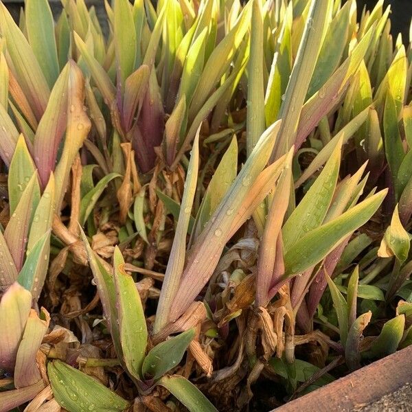 Tradescantia spathacea ഇല