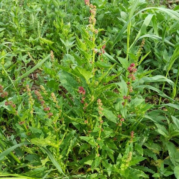 Blitum capitatum Leaf