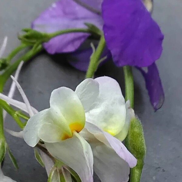 Linaria maroccana Flor