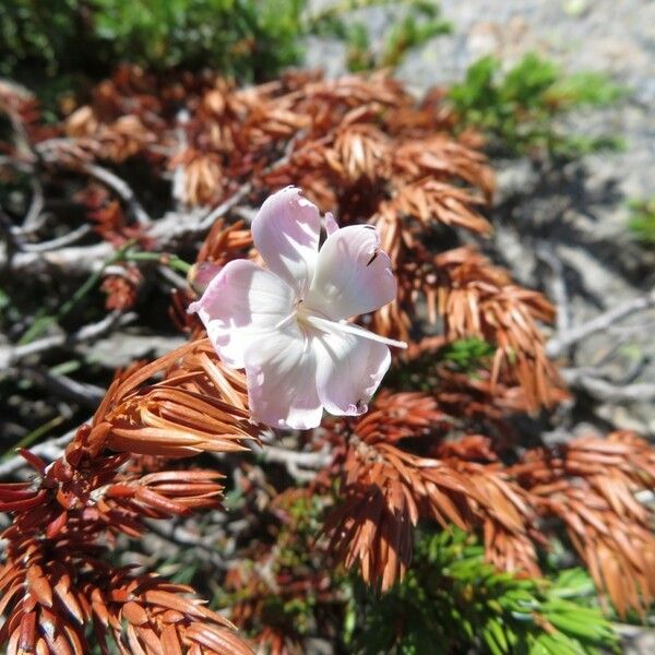 Dianthus siculus Кветка