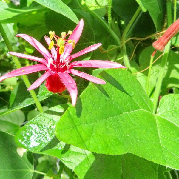 Passiflora sanguinolenta Flower