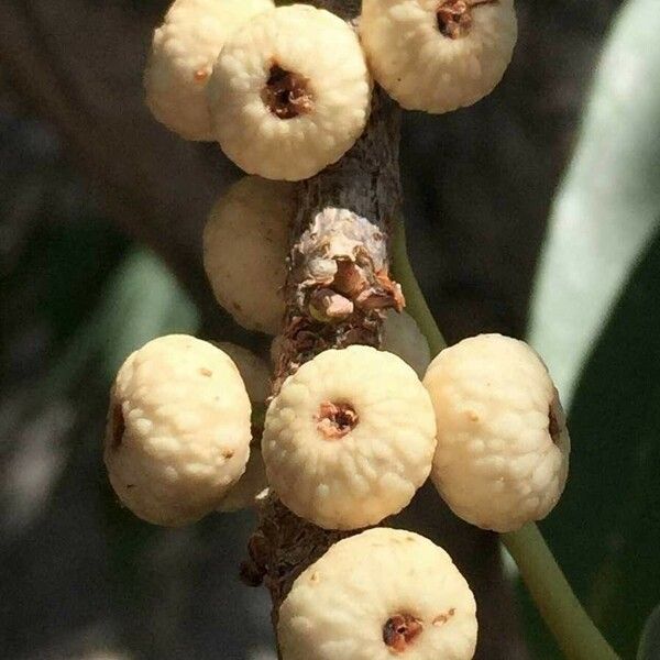 Ficus salicifolia Плод