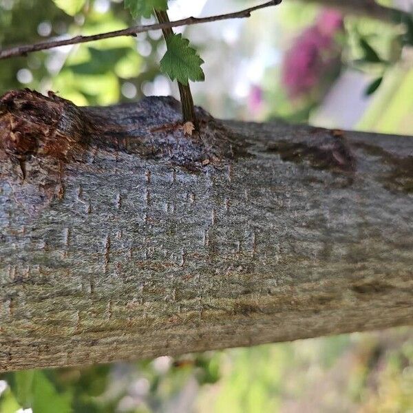 Ulmus pumila Lubje