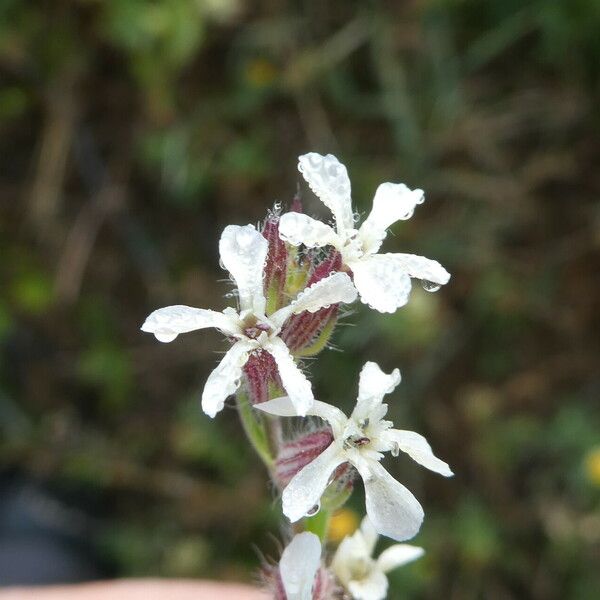 Silene gallica Květ