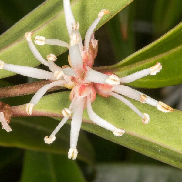 Sarcococca hookeriana Blomst