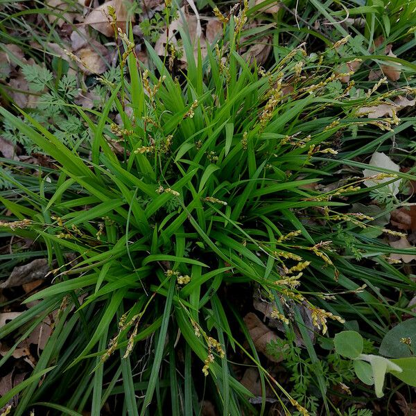 Carex digitata Flower