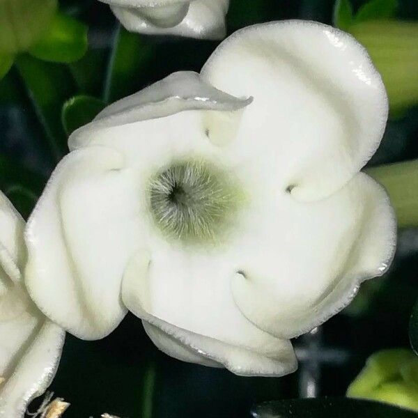 Stephanotis floribunda Цветок