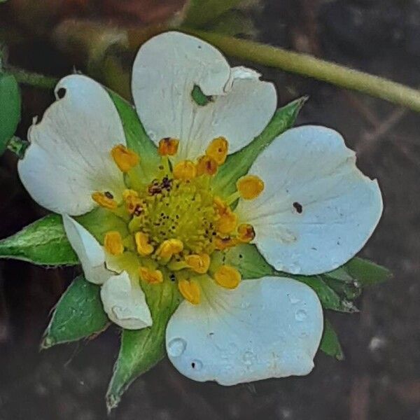 Fragaria × ananassa Bloem