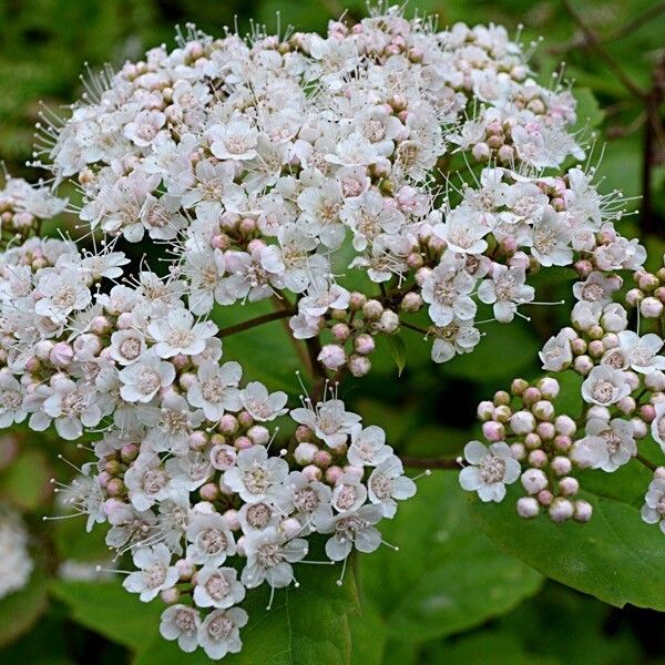 Spiraea media Fleur