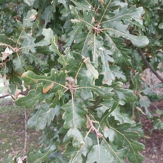 Quercus cerris Frunză