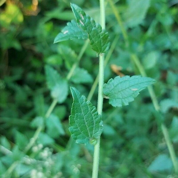 Ageratina aromatica List