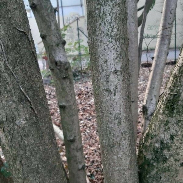 Corylus avellana Bark