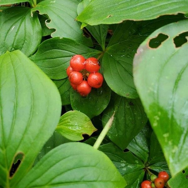 Cornus canadensis Froito