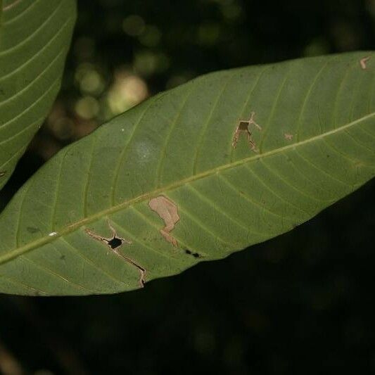 Tabernaemontana macrocalyx Leht