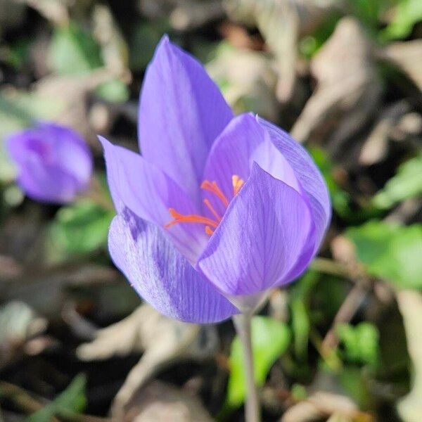 Crocus speciosus Blüte