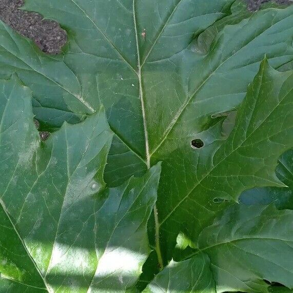 Acanthus mollis List