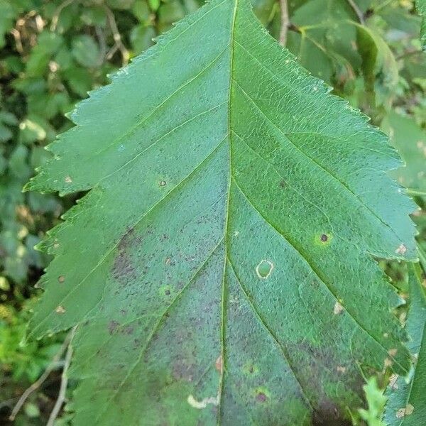 Crataegus douglasii Yaprak