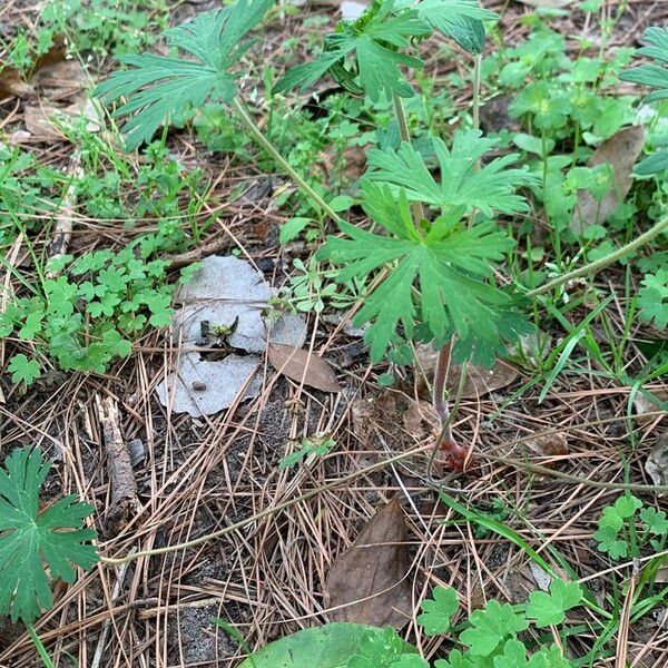 Geranium carolinianum 葉