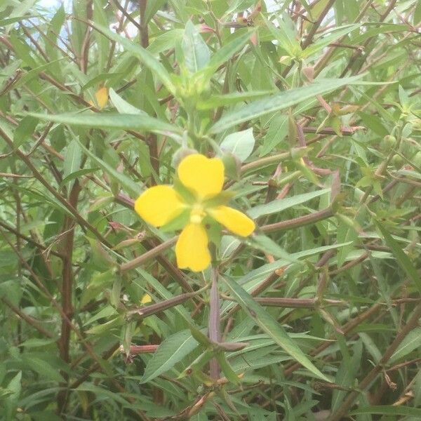 Ludwigia alternifolia Flower