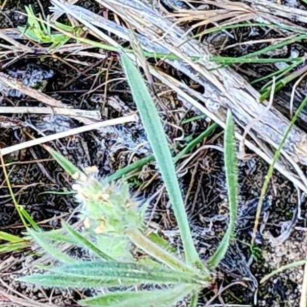 Plantago bellardii Habitus