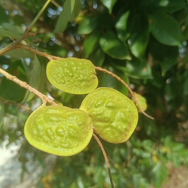 Pterocarpus santalinoides ഫലം