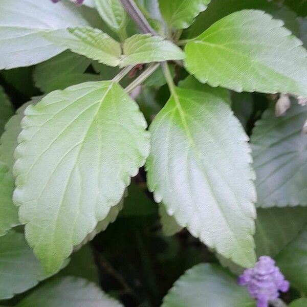 Salvia farinacea Blad