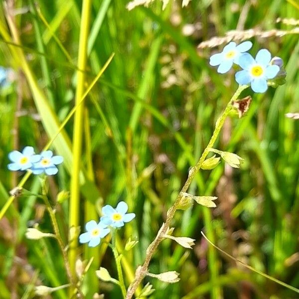 Myosotis scorpioides Květ