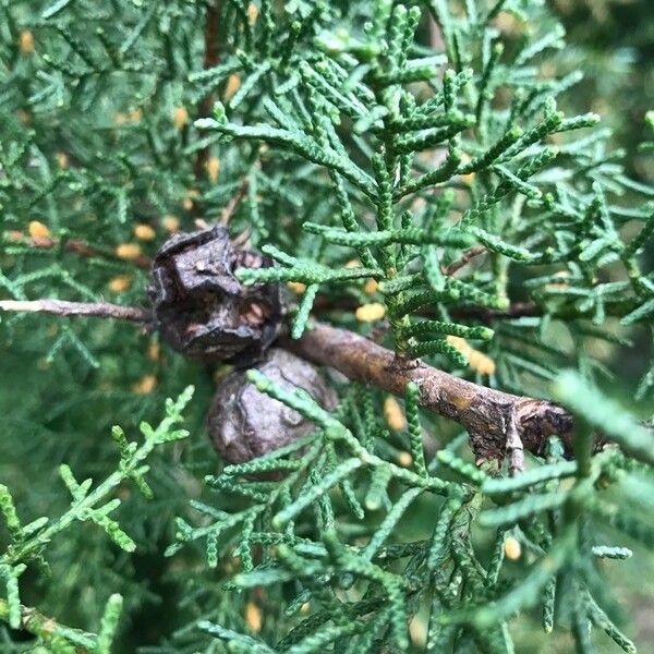 Cupressus arizonica Leaf