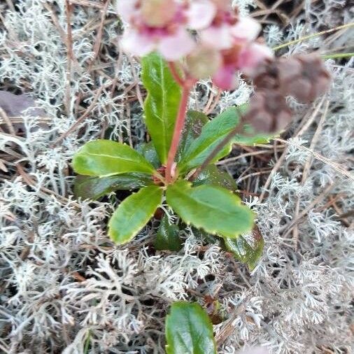 Chimaphila umbellata 葉