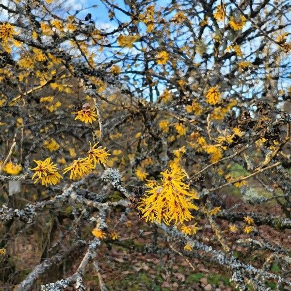 Hamamelis mollis 花