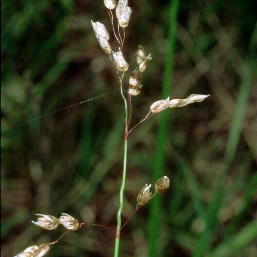 Anthoxanthum nitens फल