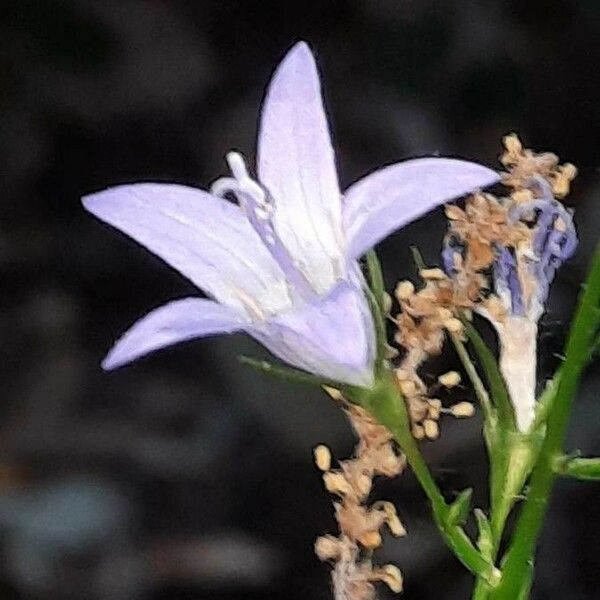 Campanula rapunculus Cvet