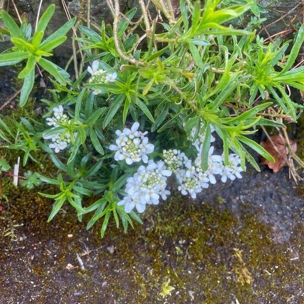 Iberis sempervirens പുഷ്പം