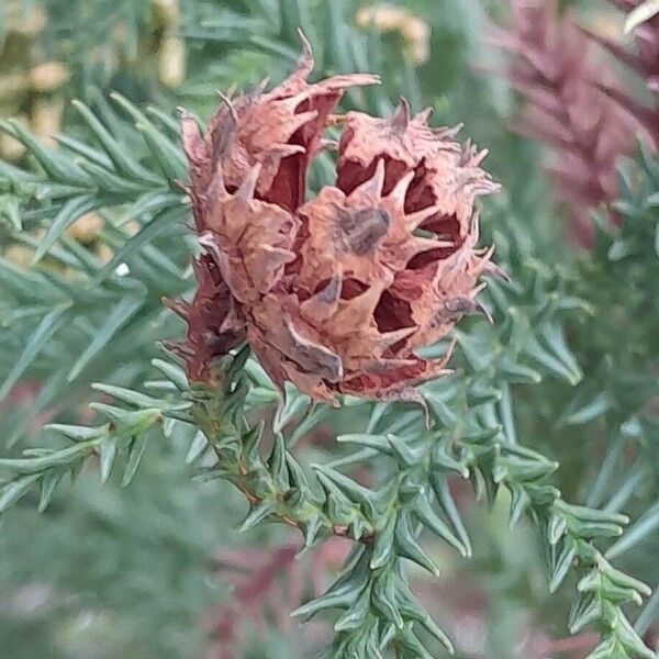 Cryptomeria japonica 果