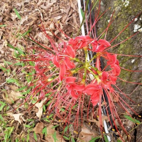 Lycoris radiata Virág