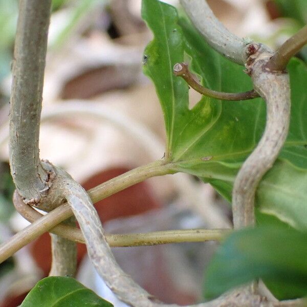 Ipomoea horsfalliae Kabuk