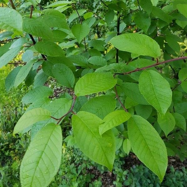 Prunus padus Ліст