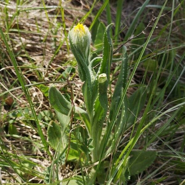 Senecio scopolii फूल