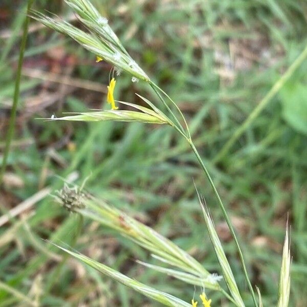 Bromus erectus Кветка