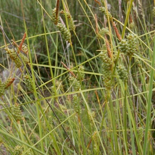 Carex extensa Other