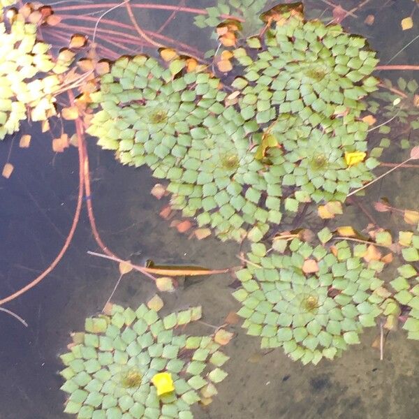 Ludwigia sedoides Other