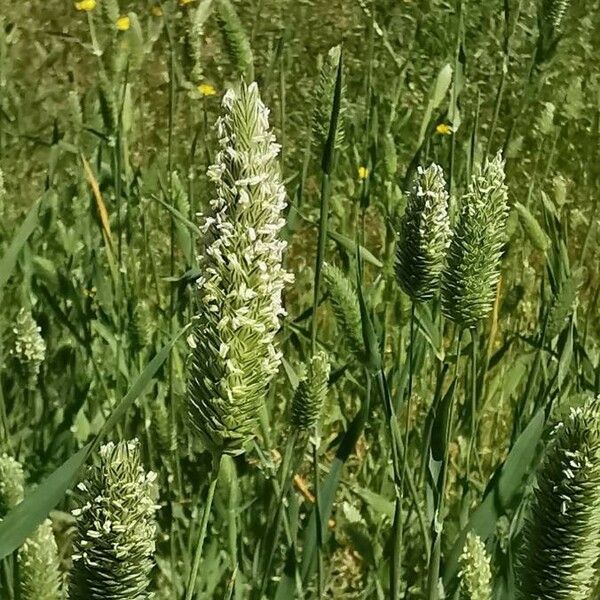 Phalaris minor Floro