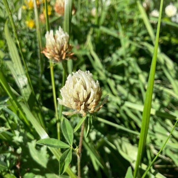 Trifolium ochroleucon Flower