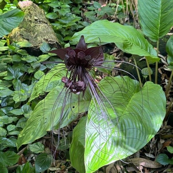 Tacca chantrieri Blüte