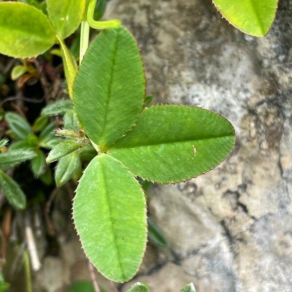 Trifolium pallescens Φύλλο