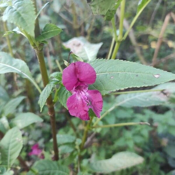 Impatiens balsamina 花